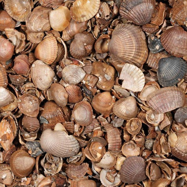 Schelpen (schoongewassen), zak 20 kg - Kijlstra Schelpen (schoongewassen), zak 20 kg - Kijlstra