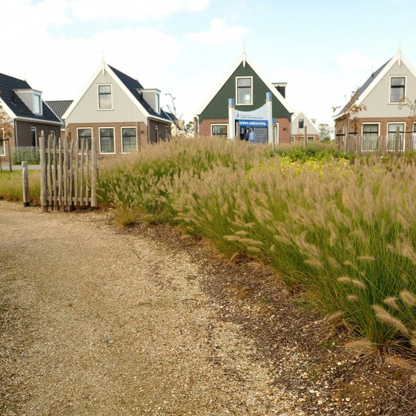 Schelpen Bruin Wit 8-16 mm - Excluton