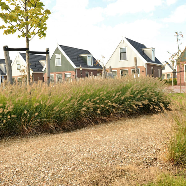 Schelpen Bruin Wit 8-16 mm - Excluton