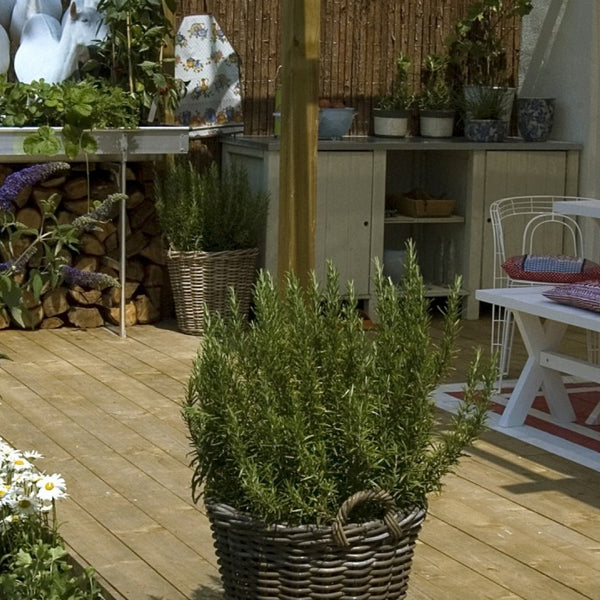 Excluton - Opsluitbanden - 5x15x100 cm - Grijs