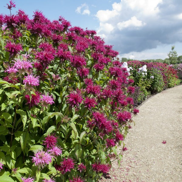 Gravier d'Or/Jaumont Geel Bruin 0-8 mm 1000 Kg - Excluton