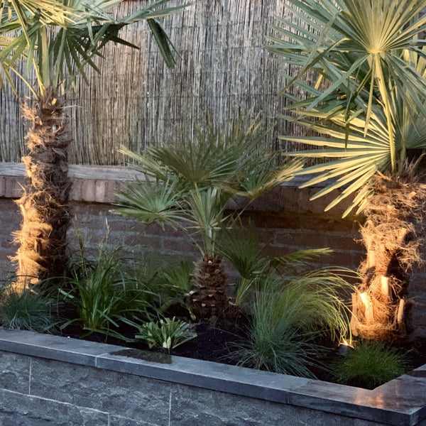 Excluton - Vijverrand Siam Bluestone Verzoet - 100x15x3 cm - Blauwsteen