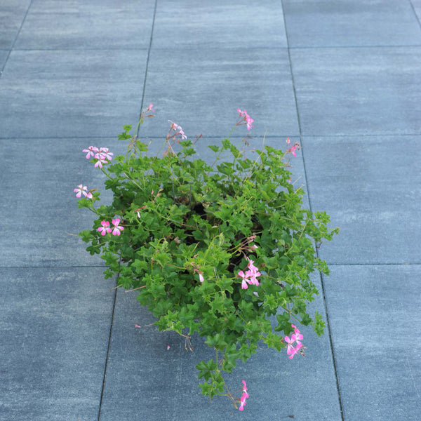 Excluton - Terrastegel+ - 60x60x4 cm - Grijs/Zwart