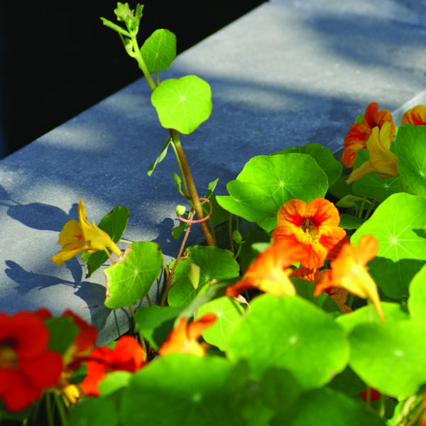 Excluton - Vijverrand Siam Bluestone Verzoet - 100x30x3 cm - Blauwsteen