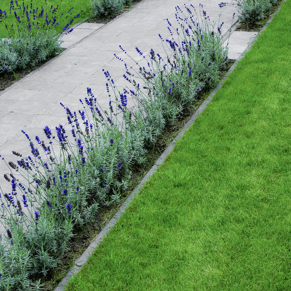 Excluton - Opsluitbanden - 6x20x100 cm - Antraciet