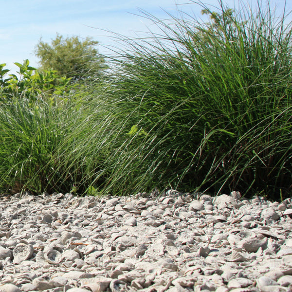 Schelpen Bruin Wit 8-16 mm - Excluton