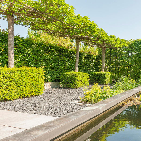 Canadian Slate Zwart 10-20 mm 25 KG - Excluton