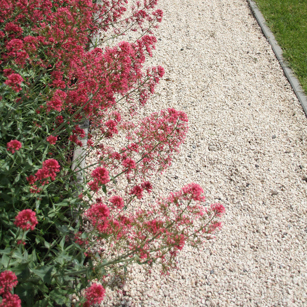 Yellow Sun Split Geel 6-10 mm 25 KG - Excluton