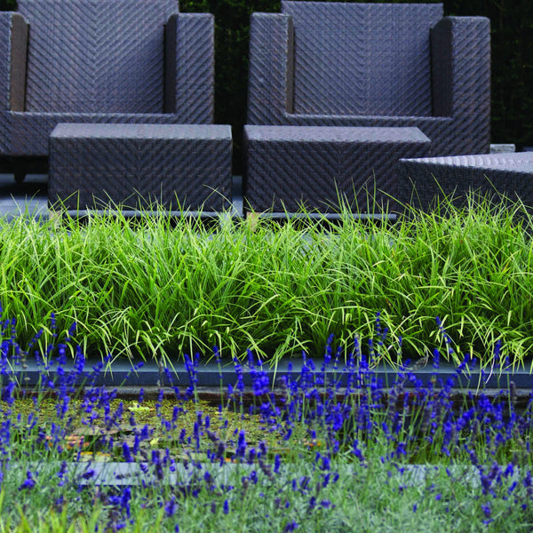 Excluton - Vijverrand Siam Bluestone Verzoet - 100x30x3 cm - Blauwsteen