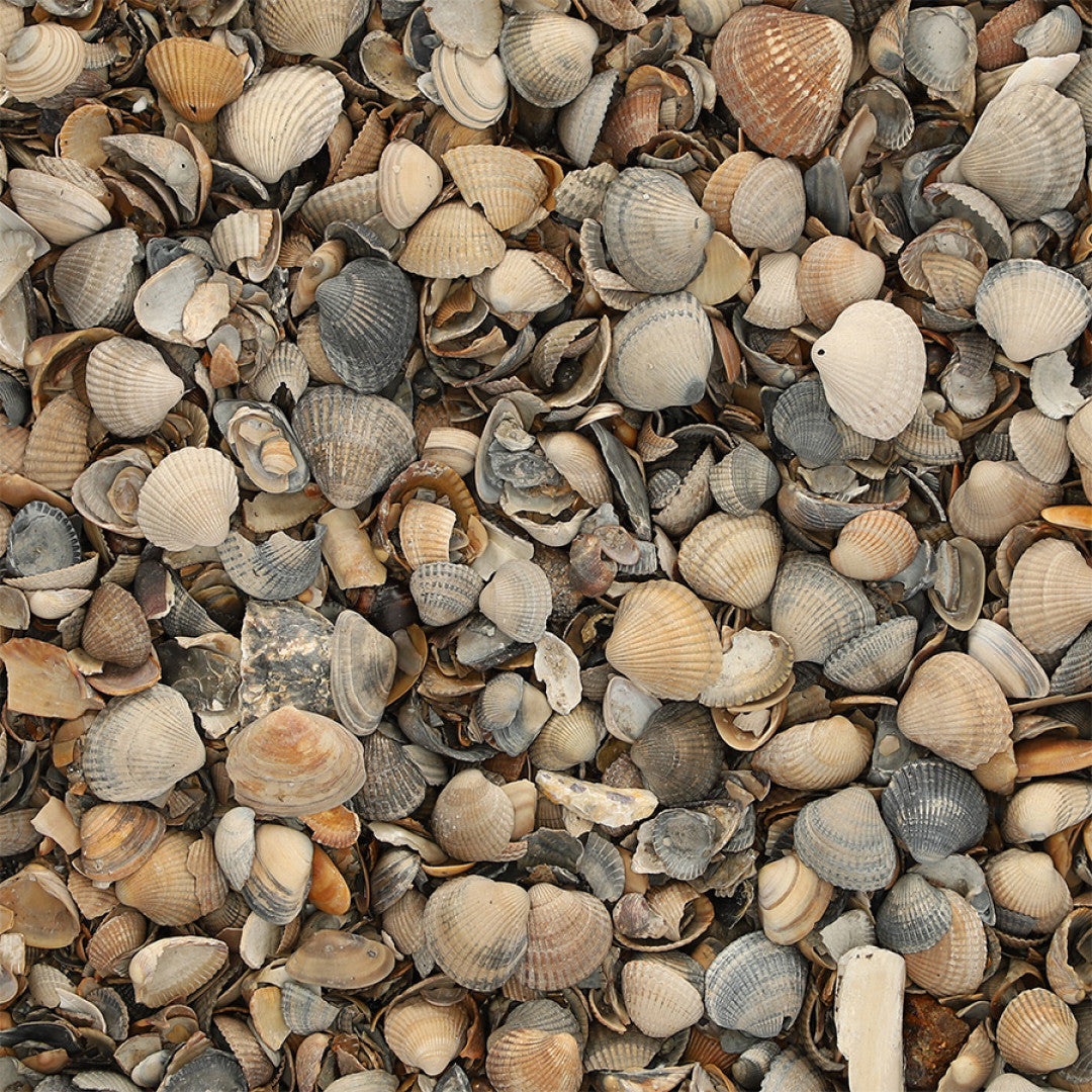 Schelpen Bruin Wit 8-16mm 17 Ltr - Excluton