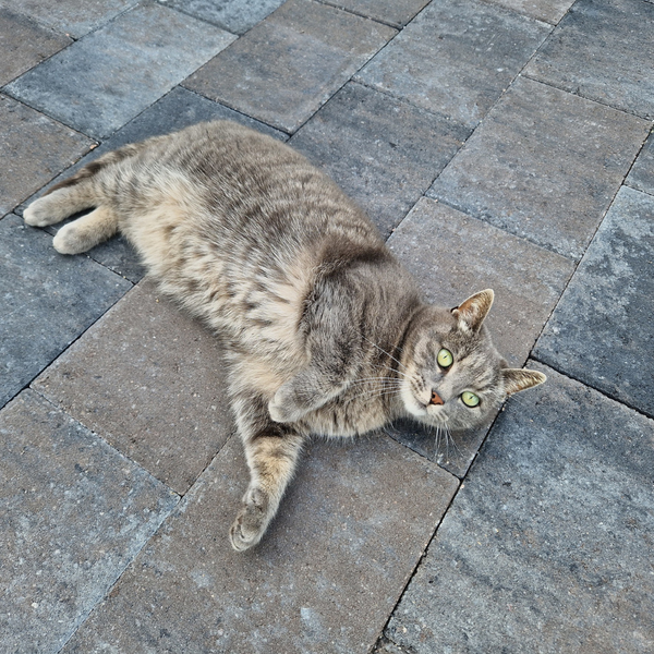 Straksteen 20x30x5 cm - oud drachten - Kijlstra